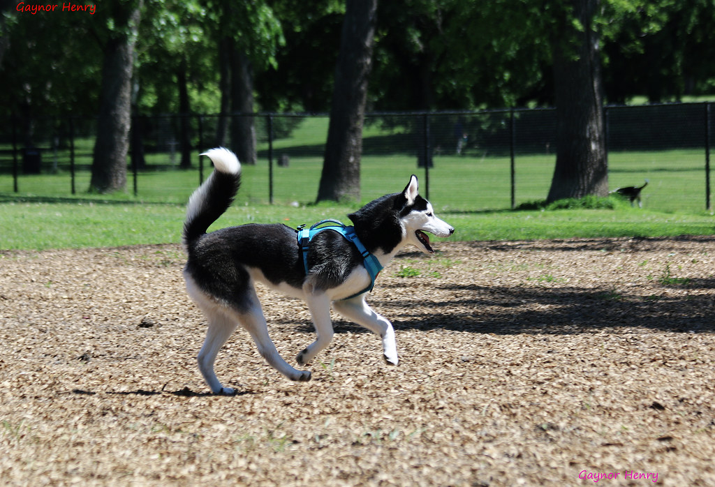 Nash Lincoln Park Dog Park, Grand Forks, ND gaynorhenry Flickr