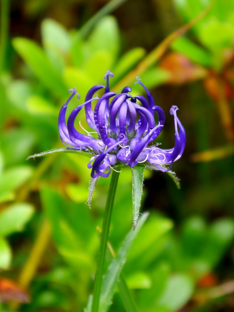 Kugelige Teufelskralle / Roundheaded rampion Trotz