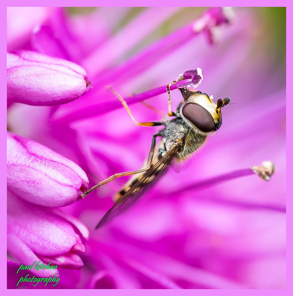 Untitled Paul Kitchen Flickr