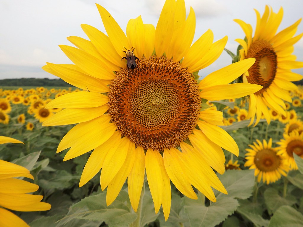Missouri Sunflower OLYMPUS DIGITAL CAMERA The Columbia Bot… Flickr