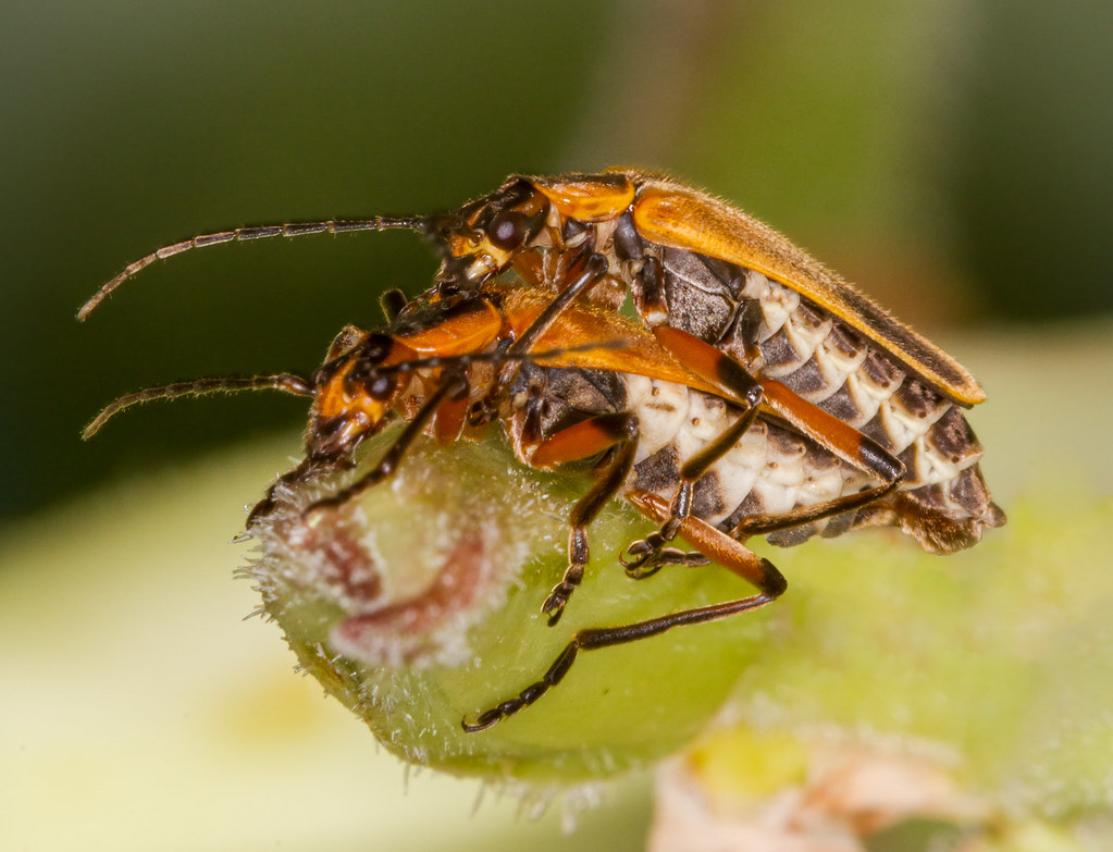 Pennsylvania Leatherwing Beetles Pennsylvania Leatherwing … Flickr