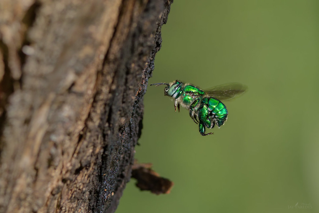Green Orchid Bee A male Green Orchid Bee (Euglossa dilemma… Flickr