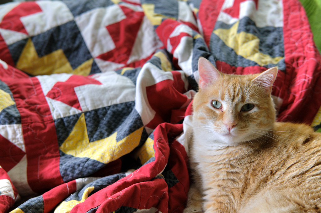 Cats and Blankets, Perfect Together Rich Renomeron Flickr