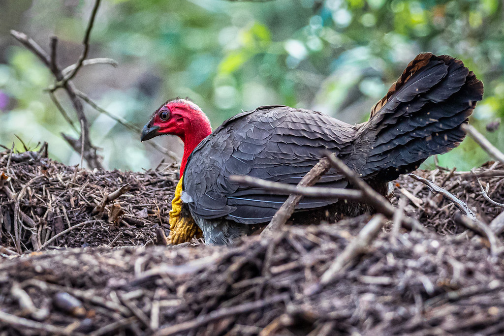Nest Maintenance Australian Brush Turkey on top of its ver… Flickr