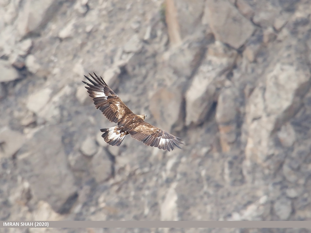 Golden Eagle (Aquila chrysaetos) Golden Eagle (Aquila chry… Flickr