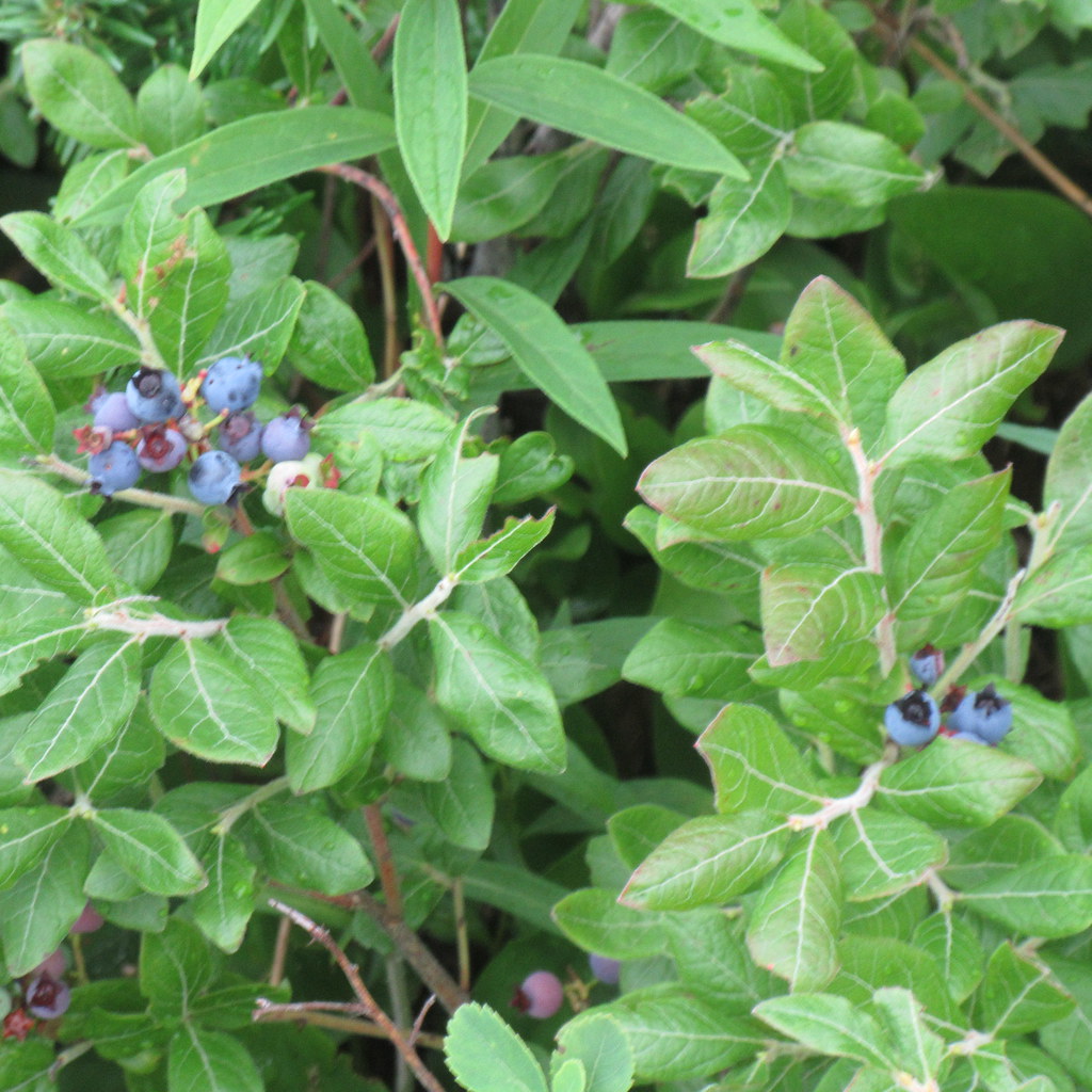 IMG_5059 Légende des griffes du diable, StLazaredeBelle… Flickr