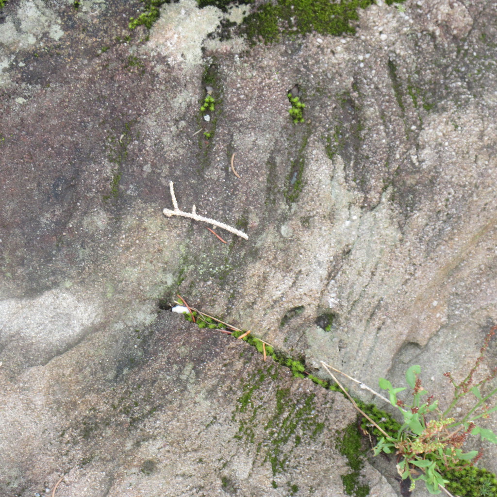 IMG_5058 Légende des griffes du diable, StLazaredeBelle… Flickr