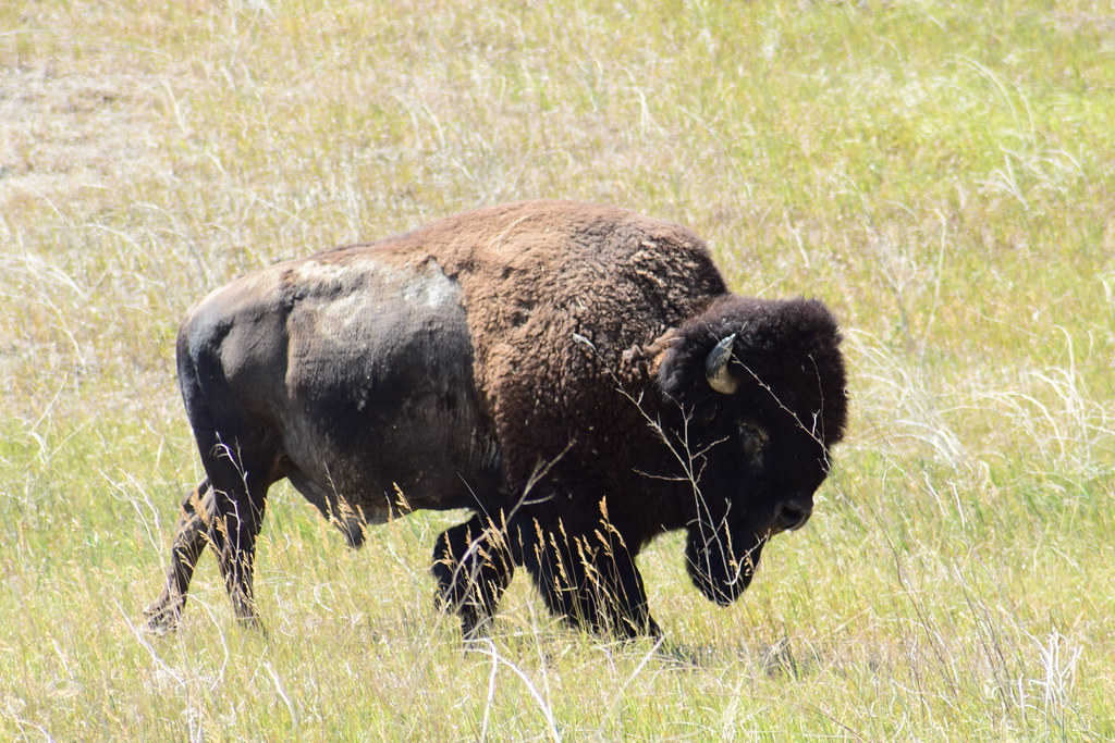 Animals of Badlands National Park Flickr
