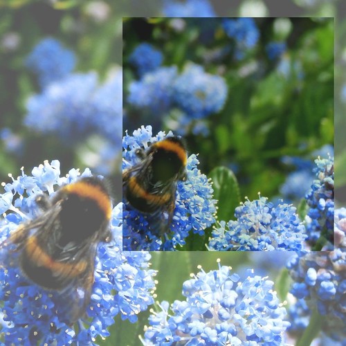 6 Blue flowers for Bees this weeks Plews Potting Shed bl… Flickr