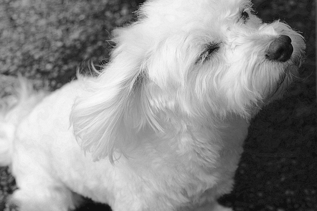 What Is The Average Weight For A Maltese Dog