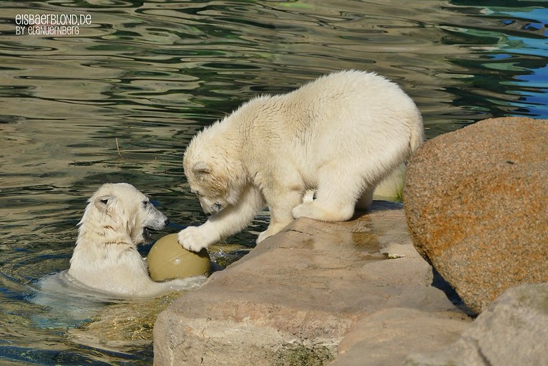 VALESKA, ANNA & ELSA Eisbären Zoo am Meer Bremerhaven