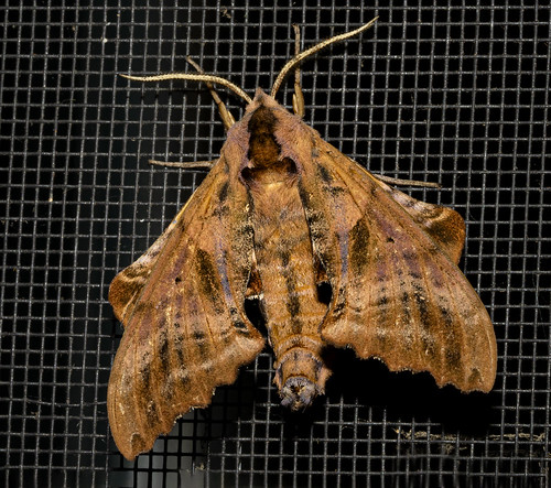 Blindeyed sphinx Paonias excaecata Bill Schweber Flickr