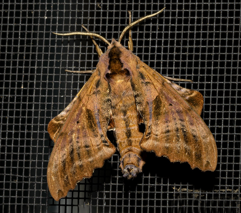 Blindeyed sphinx Paonias excaecata Bill Schweber Flickr