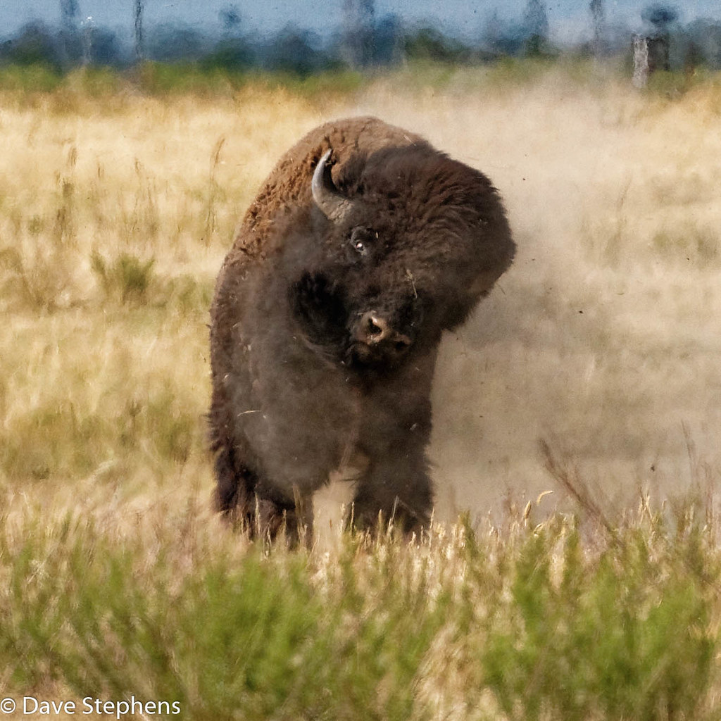 Dusting Off! There's more to the story. This bison bull wa… Flickr
