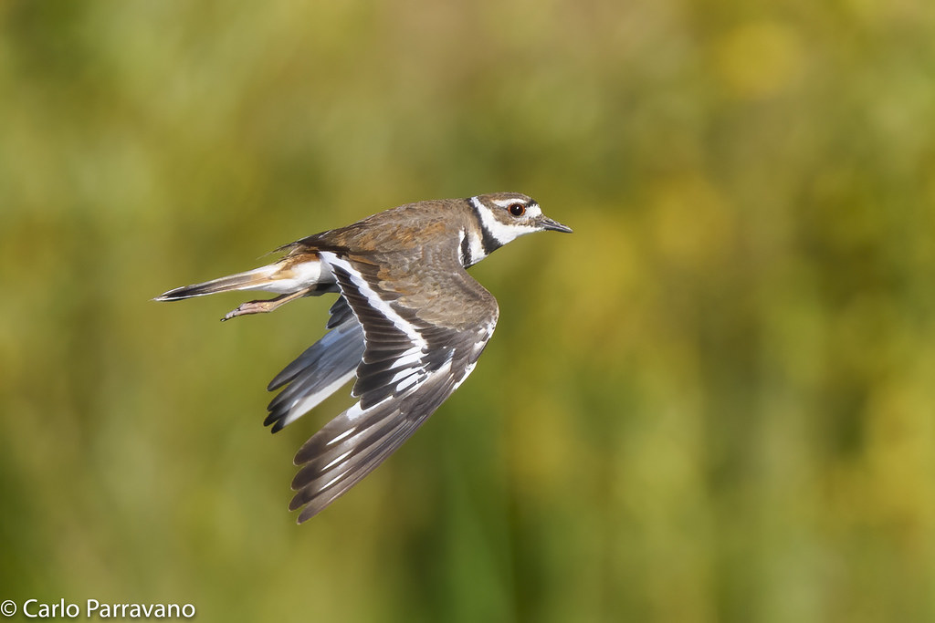 Killdeer Redmond, WA 20200718_CP69254 Carlo Parravano Flickr
