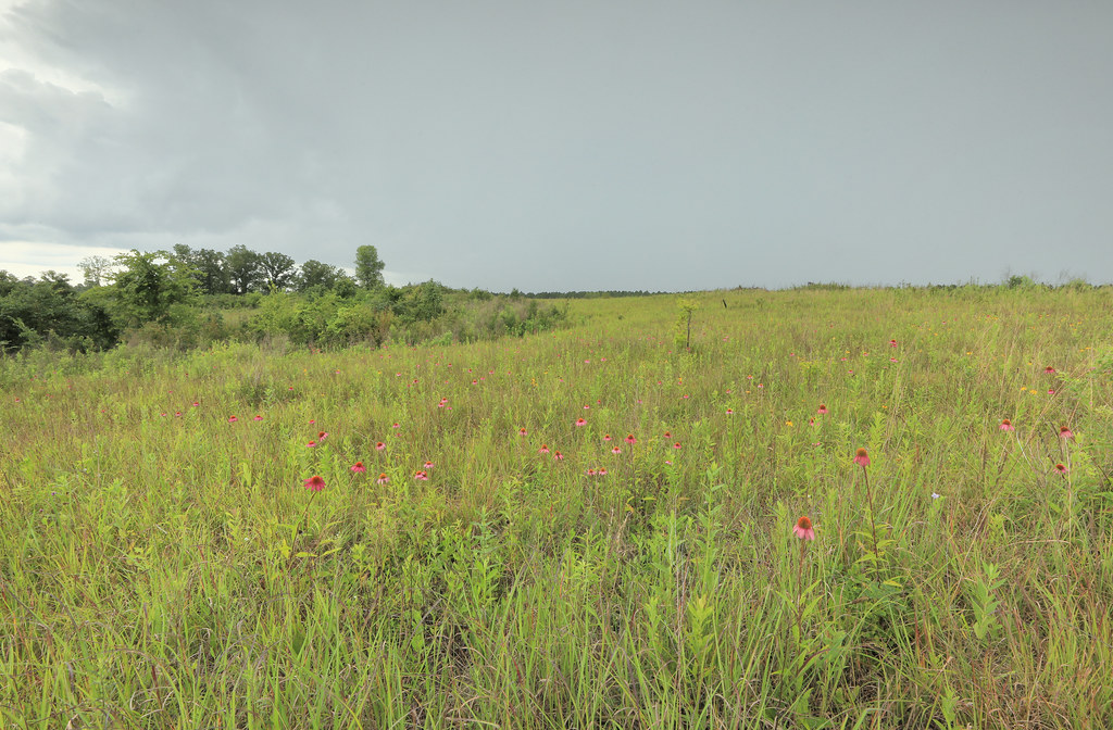 Harrell Prairie, Jackson Prairie Remnant, Harrell Prairie Botanical