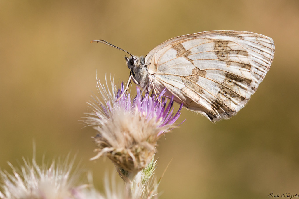 Spanish Marbled White Medioluto iberica (Melanargia laches… Flickr