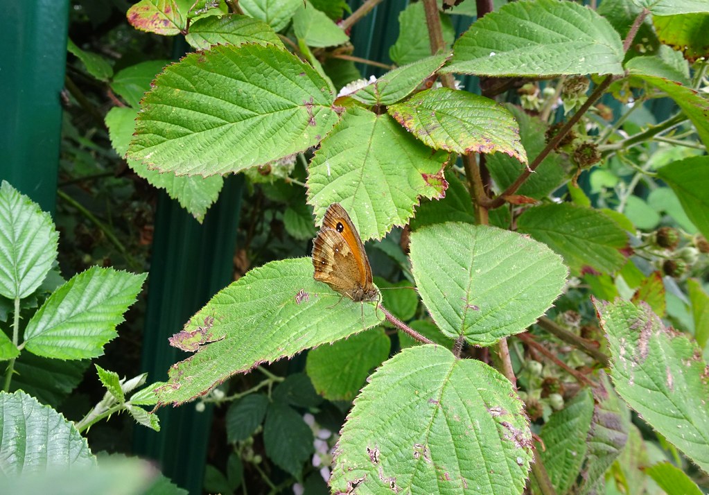 Gatekeeper, St Dial’s Road, Bowleaze, Greenmeadow, Cwmbran… Flickr