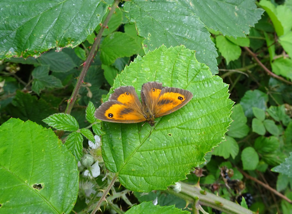 Gatekeeper, St Dial’s Road, Bowleaze, Greenmeadow, Cwmbran… Flickr