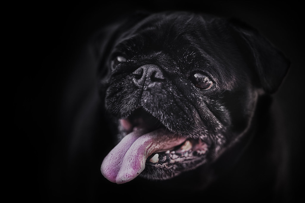 MIB Low key dog Steven Dijkshoorn Flickr