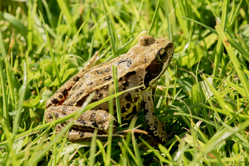 Common Frog on the lawn Ref Common Frog 026J2 More photos… Flickr