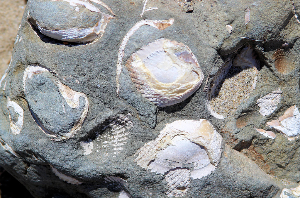Shell fossils, Beverly Beach State Park, Oregon nikname Flickr