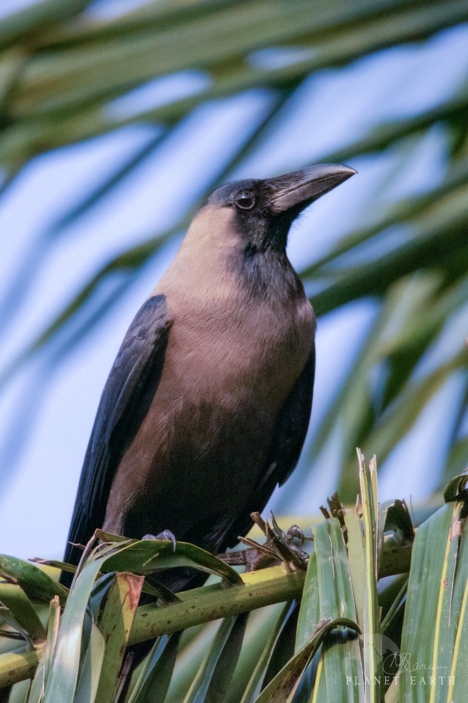 House crow Species House crow Binomial name Corvus splen… Flickr