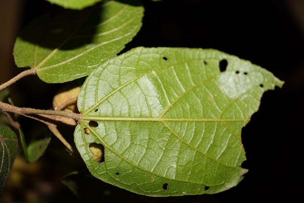Croton caudatus Climbing Croton; Euphorbiaceae. If you're … Flickr