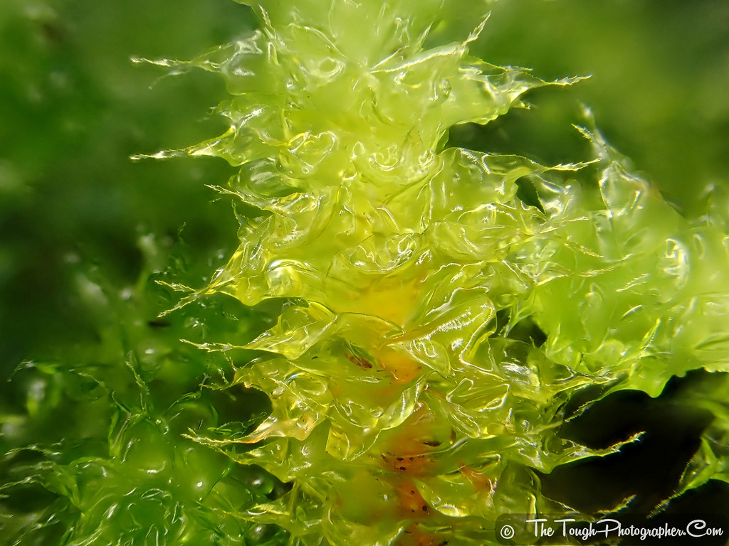 SARDAR PATEL UNIVERSITY Programme: BSC.