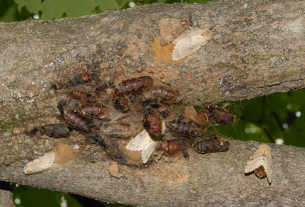Gypsy Moths laying eggs on a tree in our yard. This photo … Flickr