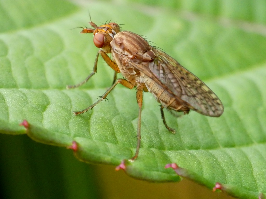 Pherbina coryleti snail killing fly Ken Gartside Flickr