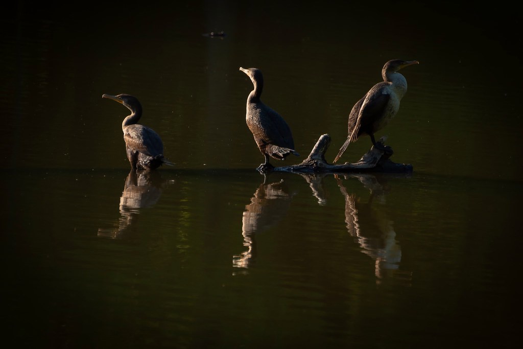 Cormorants enjoying the sunset, Cary, North Carolina Flickr