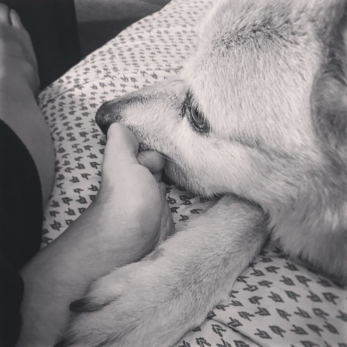 Foot in mouth disease. dogsofinstagram dogsofchicago Flickr