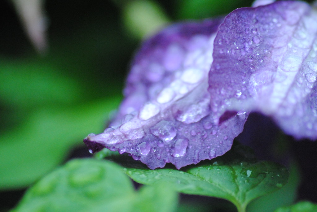 Flower libby vine Flickr
