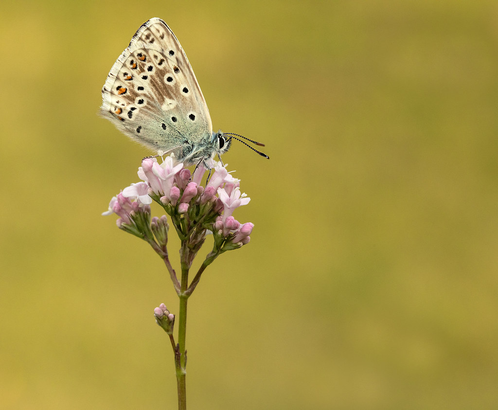 Chalk Hill Blue A male Chalk Hill Blue (Polyommatus corido… Flickr
