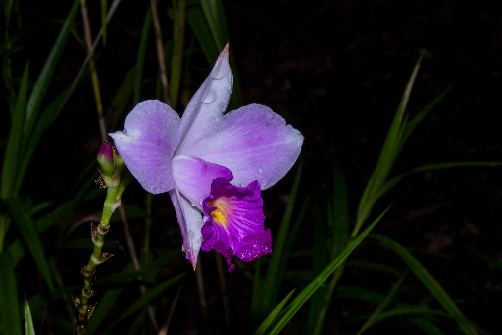 Orchid Flower Singapore Botanic Gardens Markus Branse Flickr