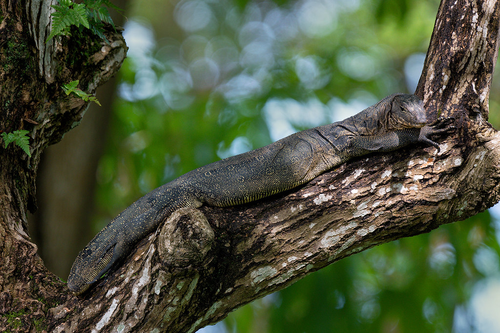 200723 Malayan Water Monitor Scientific Name Varanus