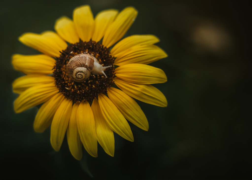 A snail on the sun (flower) Week 29 Details Okay, time fo… Flickr