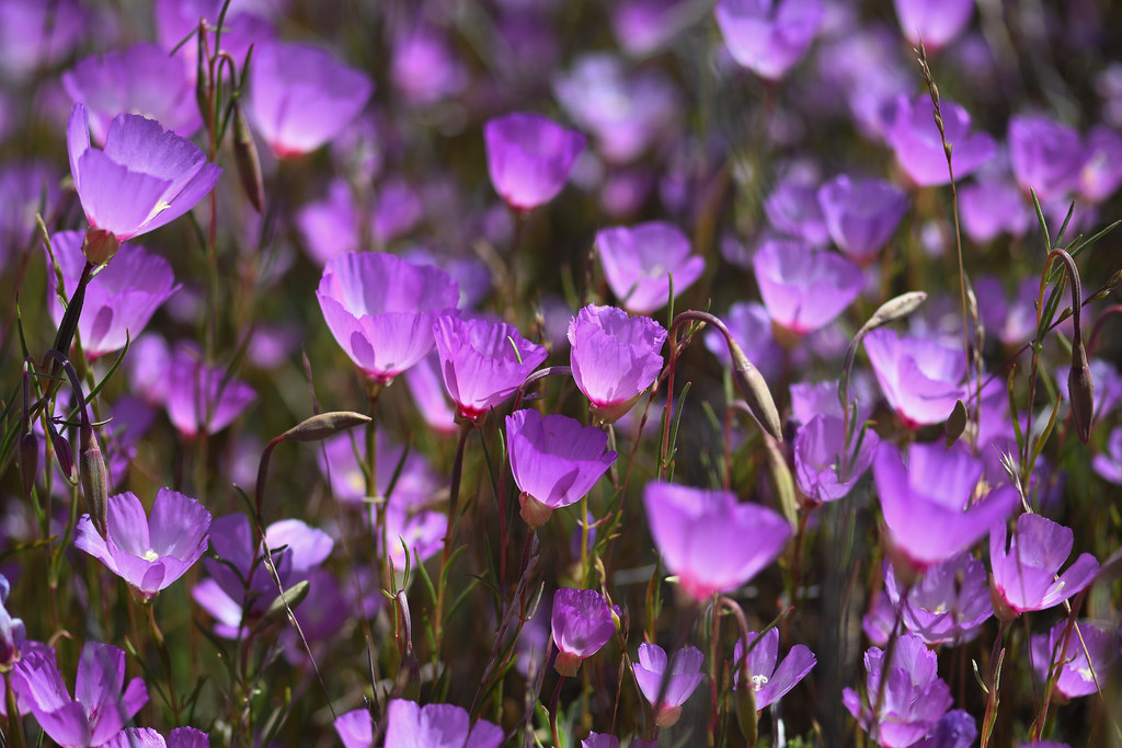 Wildflowers Middletown, Ca. Mark Ness Flickr