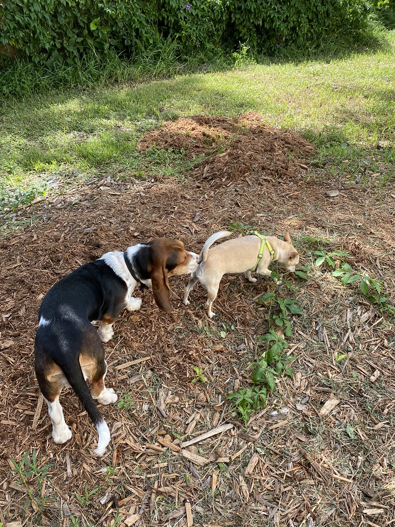 Best Dog Daycare in Jacksonville Pamela Loves Pets provide… Flickr