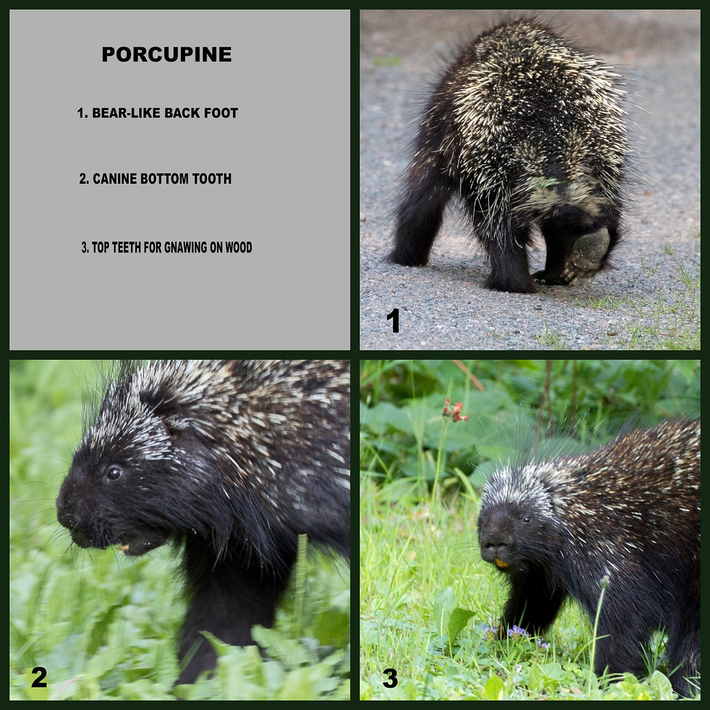 Porcupine set Showing some different features. Posted for … Flickr
