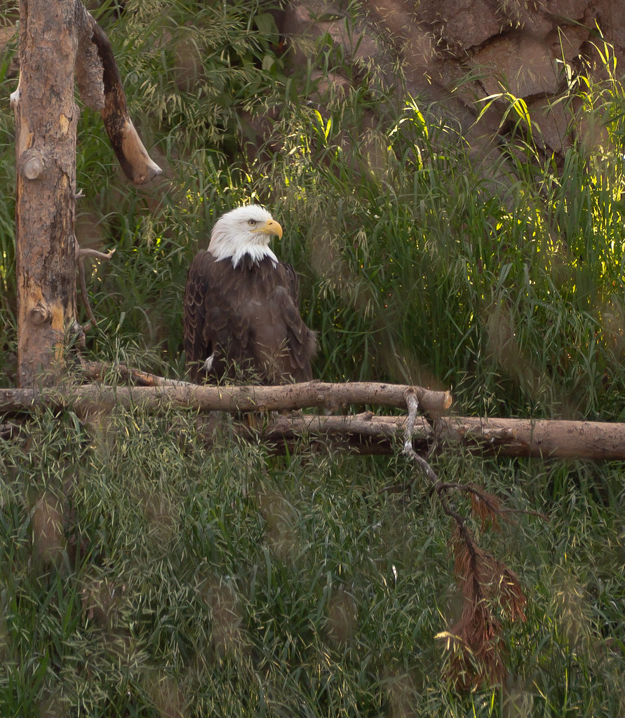 Wounded Eagle Wounded Eagle in Captivity. Resued and safe … Jesse