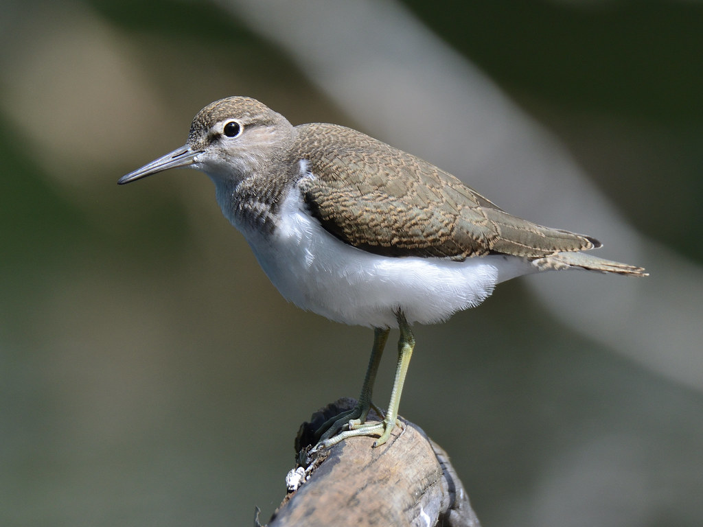 Common sandpiper A young sandpiper landed onto the branch … Flickr