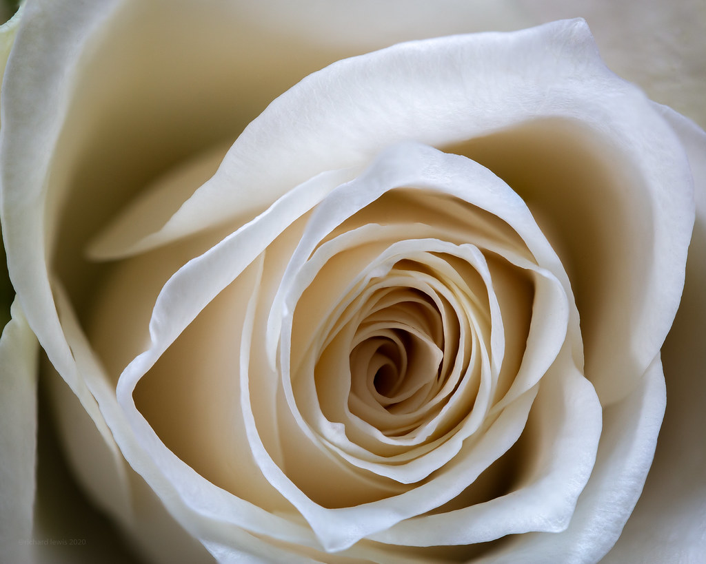 rose A cliché, absolutely, did I enjoy setting it up and t… Flickr