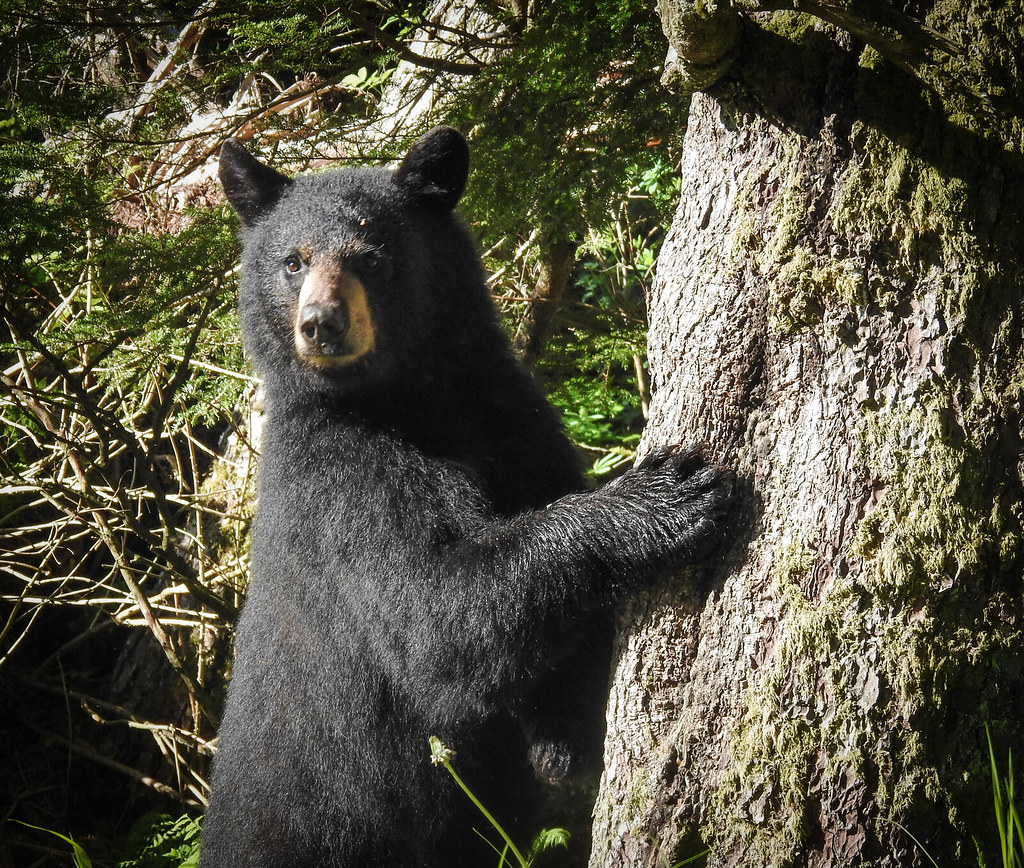 "Wild Alaska" Esther Island Alaska Brian Crawford Flickr