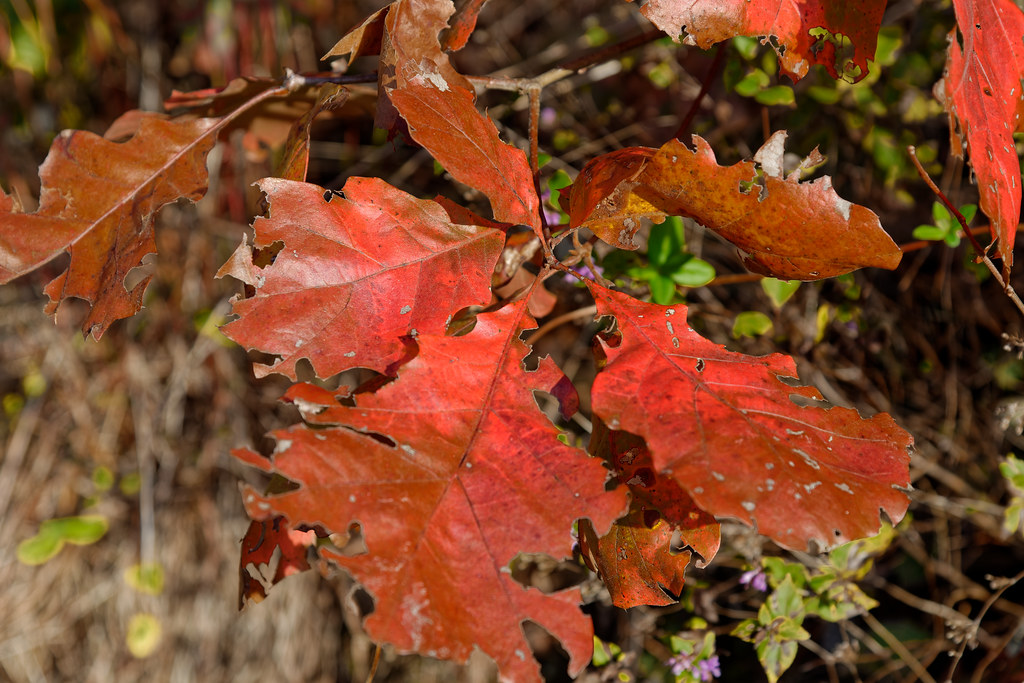 Arkansas Fall Foliage Map 2023