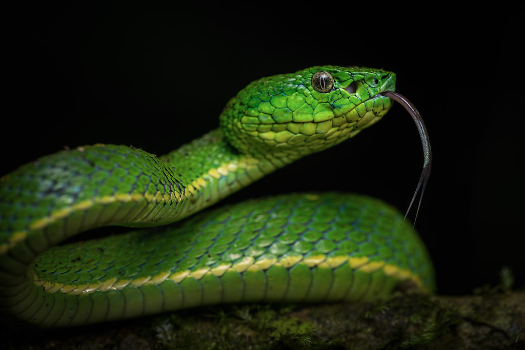 Sidestriped Palm Pitviper3Edit Sidestriped palmpit v… Flickr