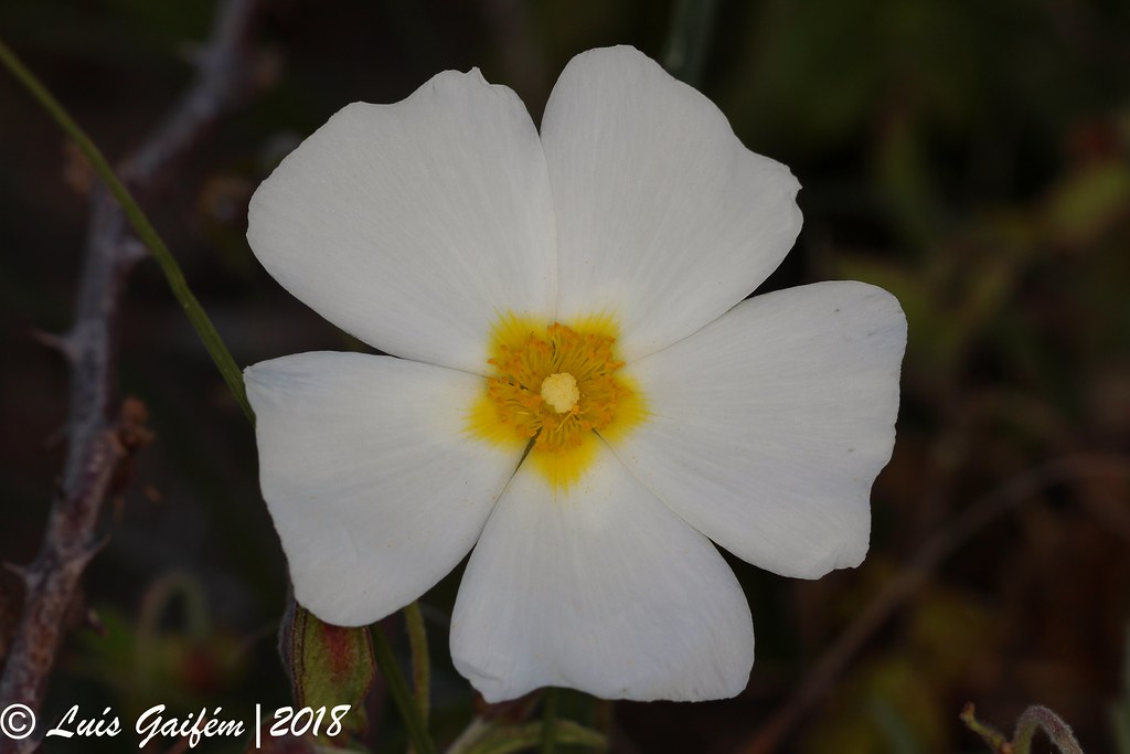 Cistus salviifolius L. Estevinha Sage Leaf Rock Rose Rio d… Flickr