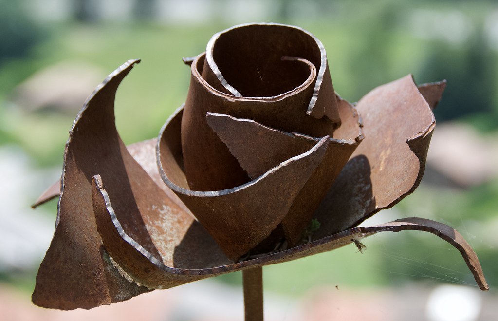 “Rose is a rose is a rose is a rose”, Gertrude Stein, 1935… Flickr