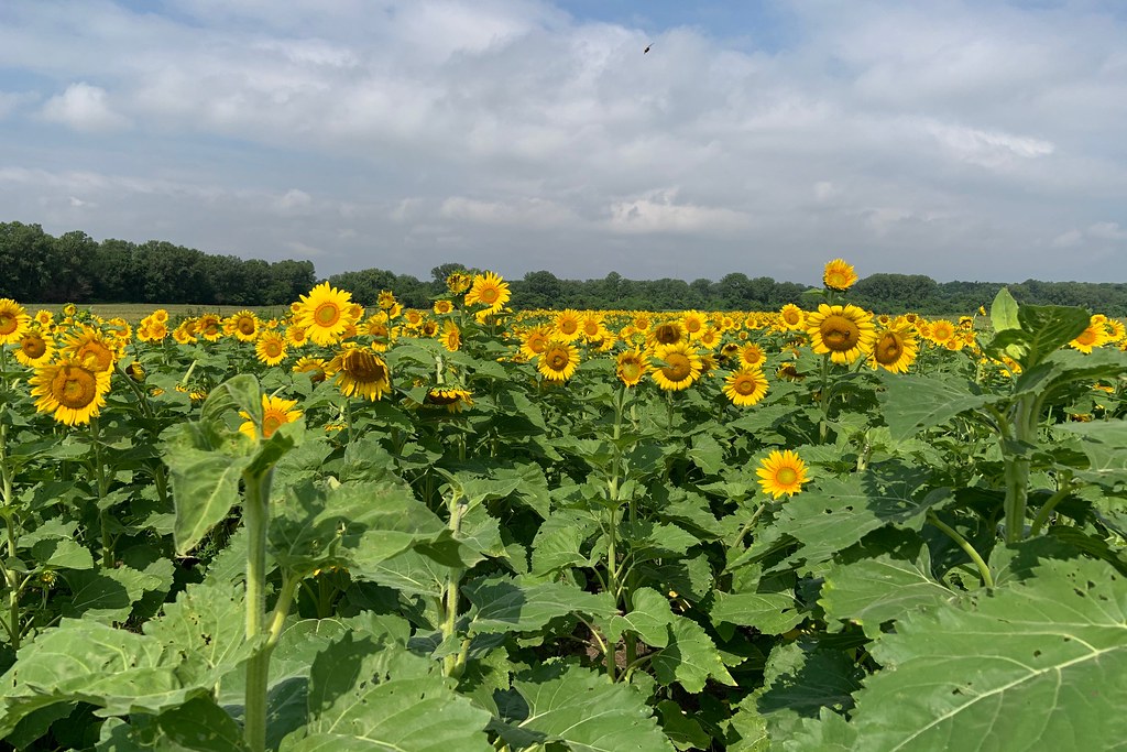 20200717 Columbia Bottoms Sunflowers 13 Jim Flickr